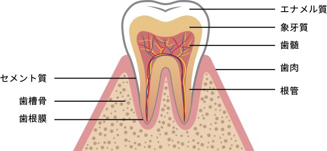 歯の構造